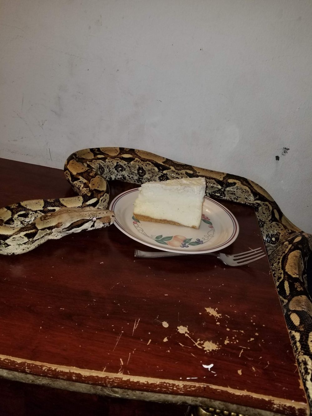 cakesnsnake OnlyFans profile picture