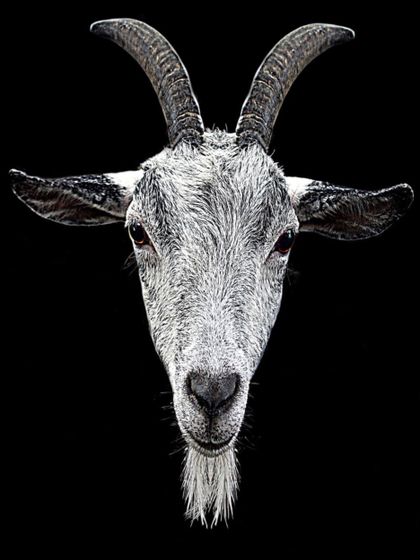 yllthroatgoats OnlyFans picture
