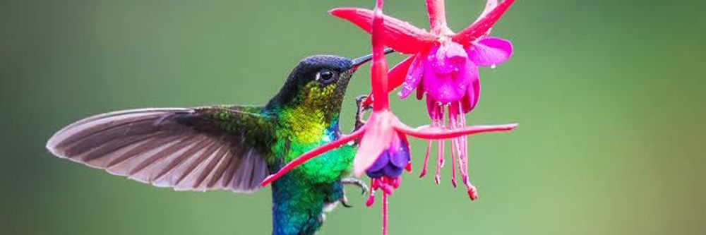hummingbirdiexx OnlyFans profile picture
