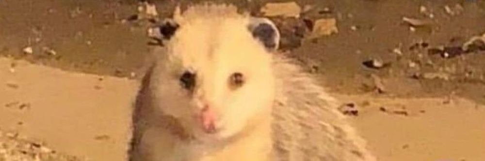real_marsupial OnlyFans profile picture