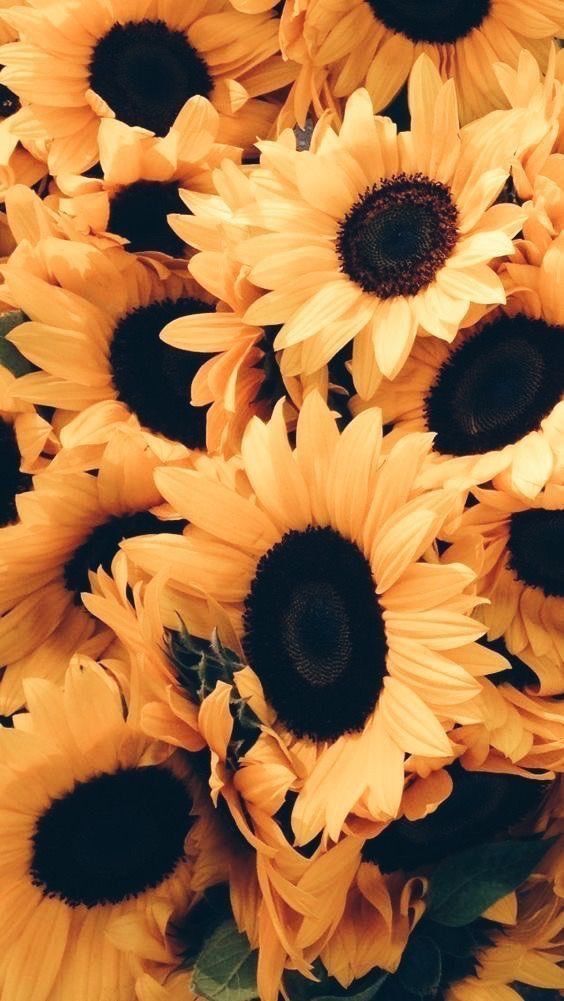 freaky-sunflower OnlyFans profile picture