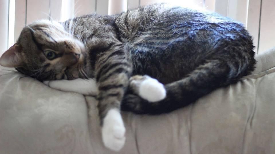 snowxkitty OnlyFans profile picture