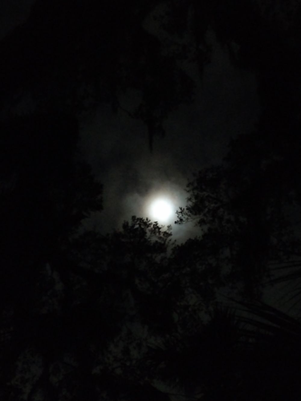 druidsegg OnlyFans profile picture