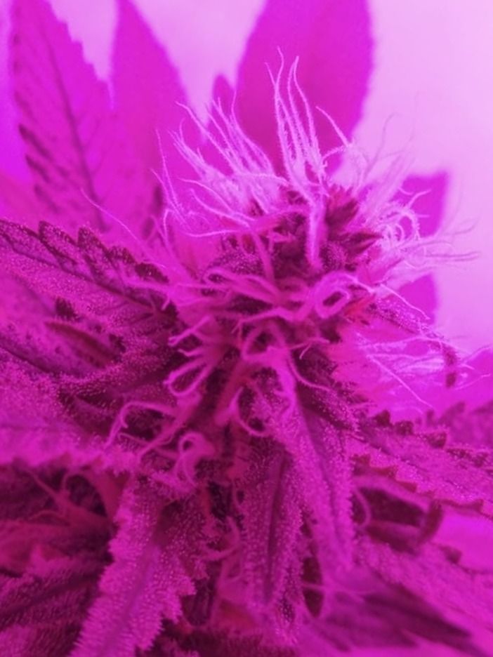 danaeweed OnlyFans profile picture