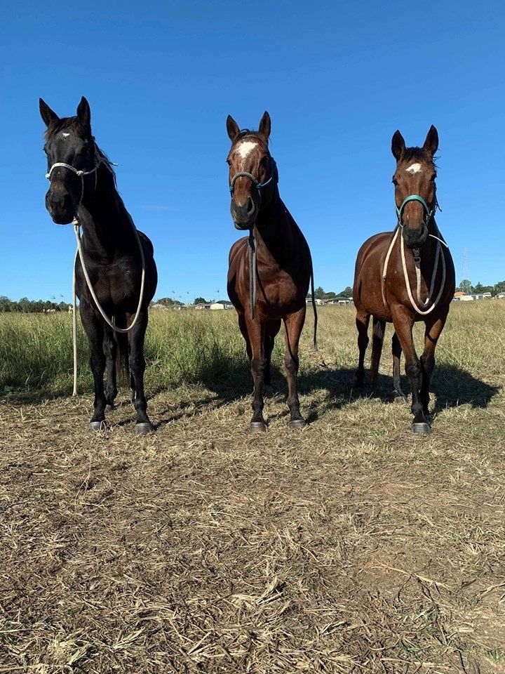 horserider98 OnlyFans profile picture