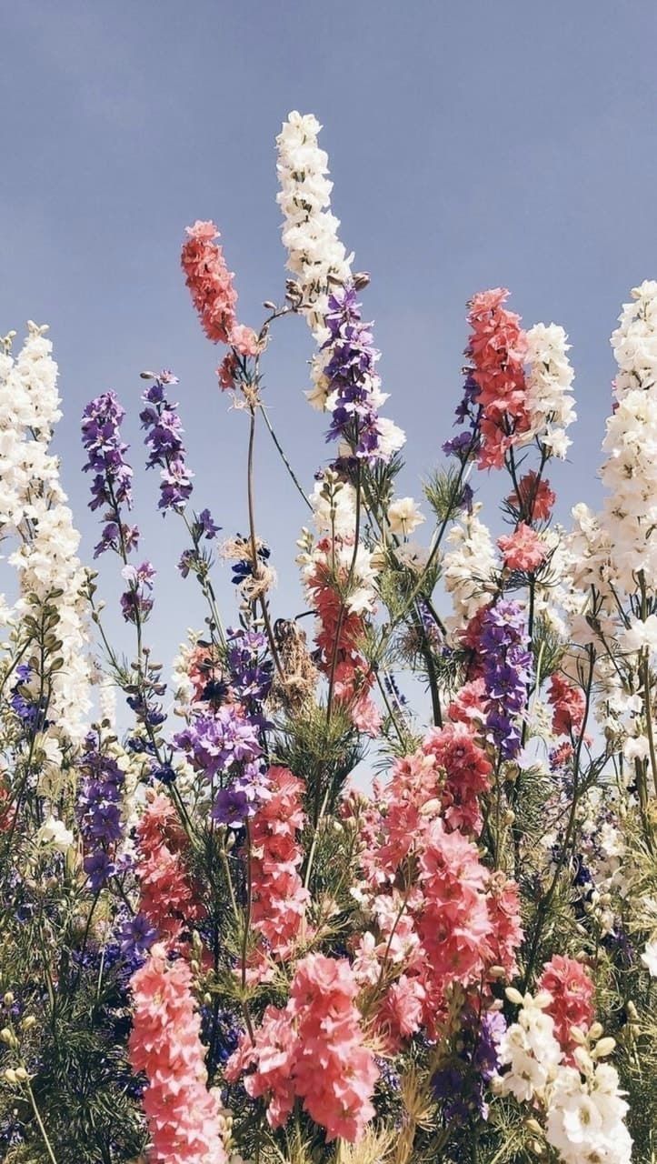 delphinium.delirium OnlyFans profile picture