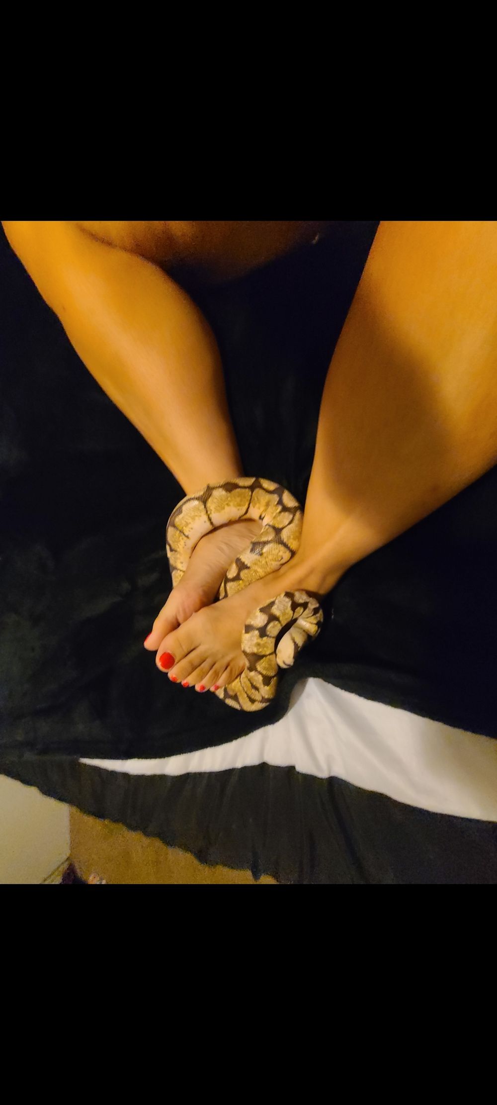 tacolicious OnlyFans profile picture