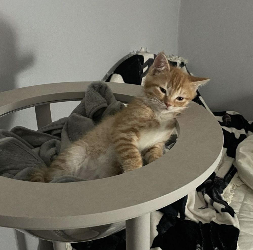 ponutchan OnlyFans profile picture