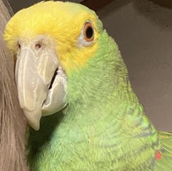 Abner The Amazon