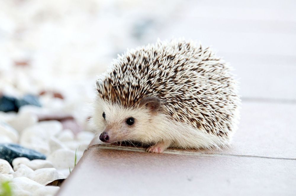 hedgyhog OnlyFans profile picture