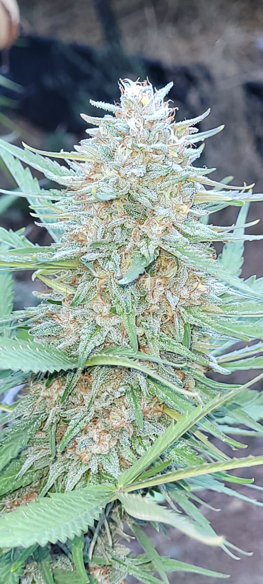 dreamsativa OnlyFans profile picture