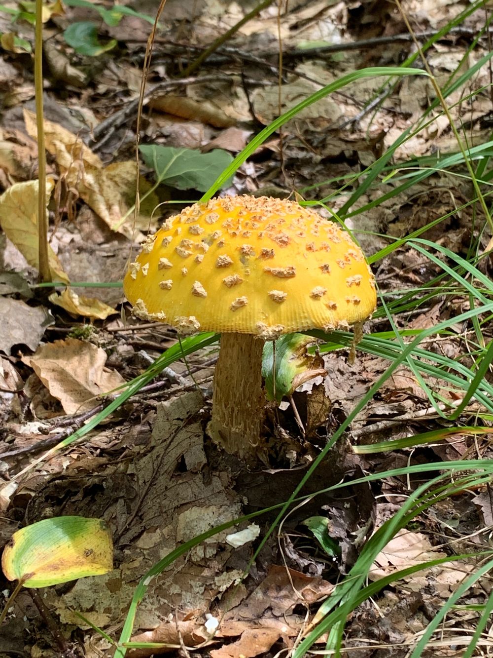 lilmushroom OnlyFans profile picture