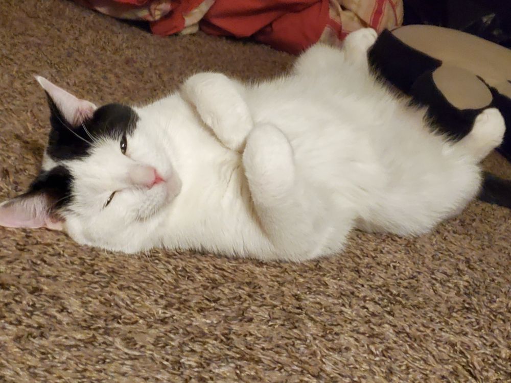 kittysoffftpaws OnlyFans profile picture
