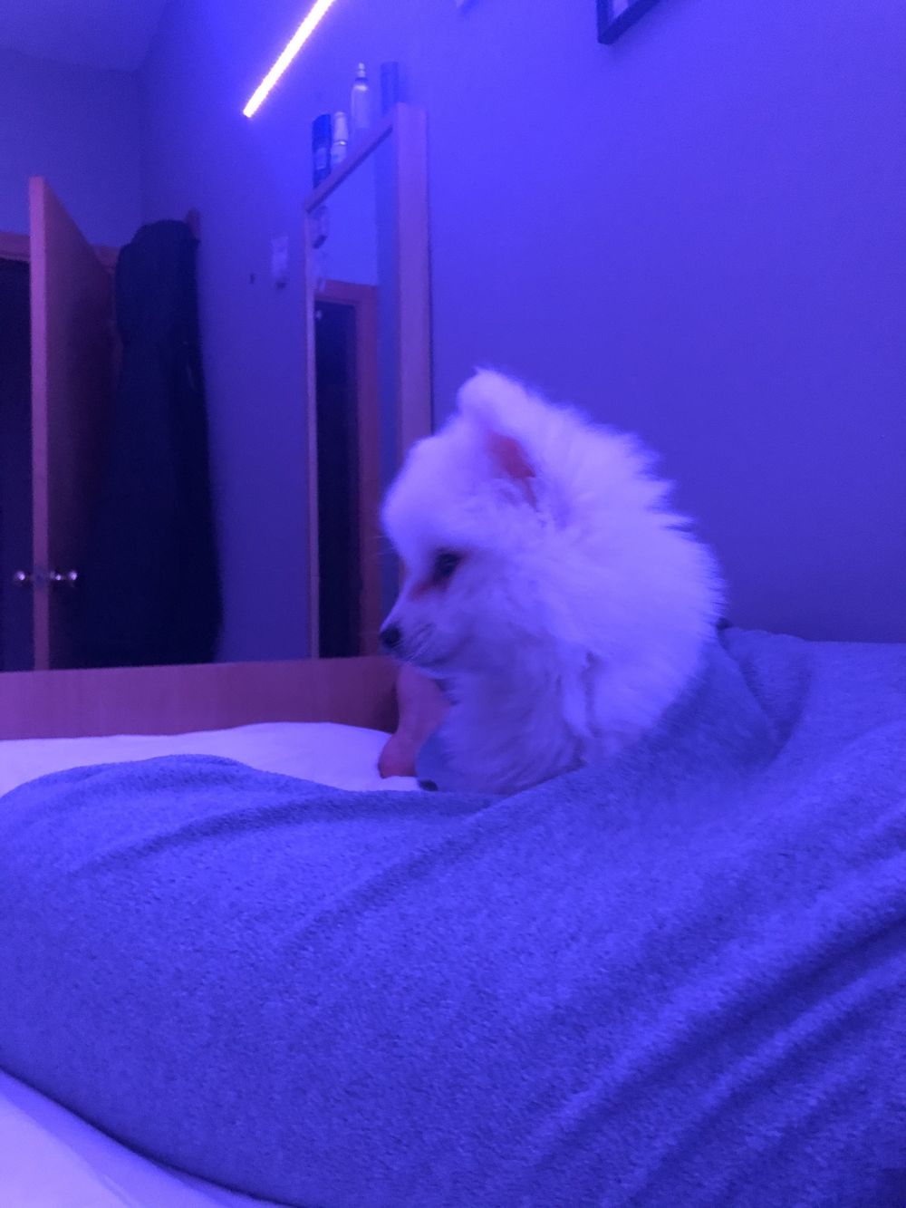 lunuwu OnlyFans profile picture