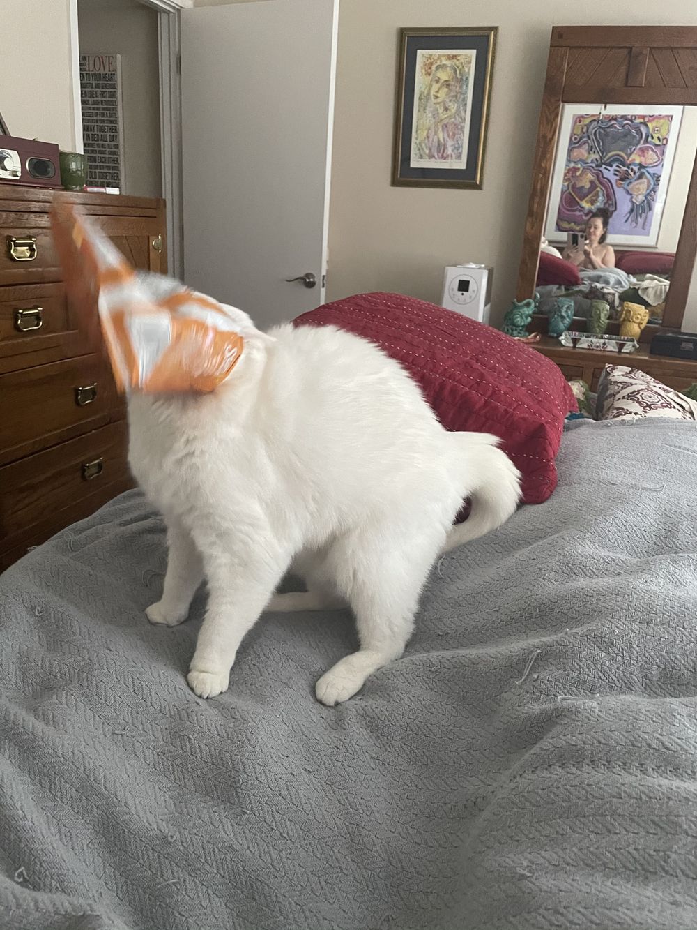 kittenkartel OnlyFans profile picture