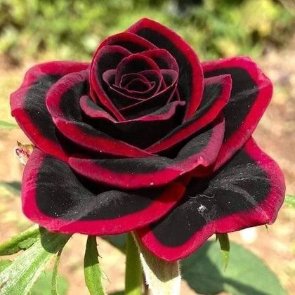 mandie6969 OnlyFans picture