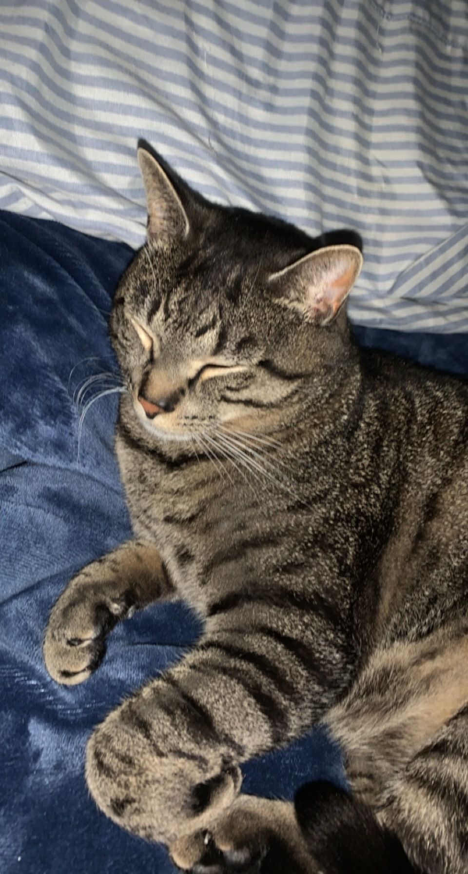 fuhrerflare OnlyFans profile picture