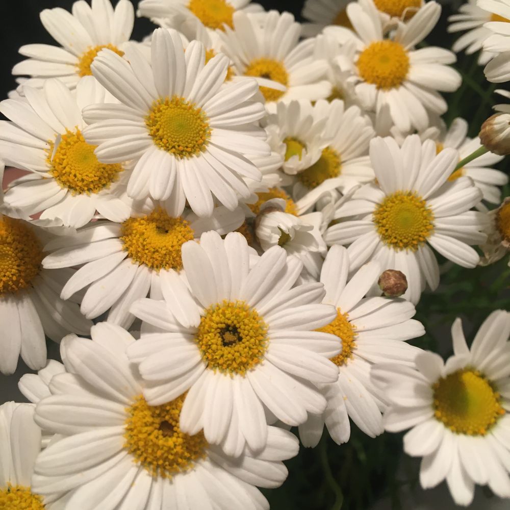 sugardaisies OnlyFans profile picture
