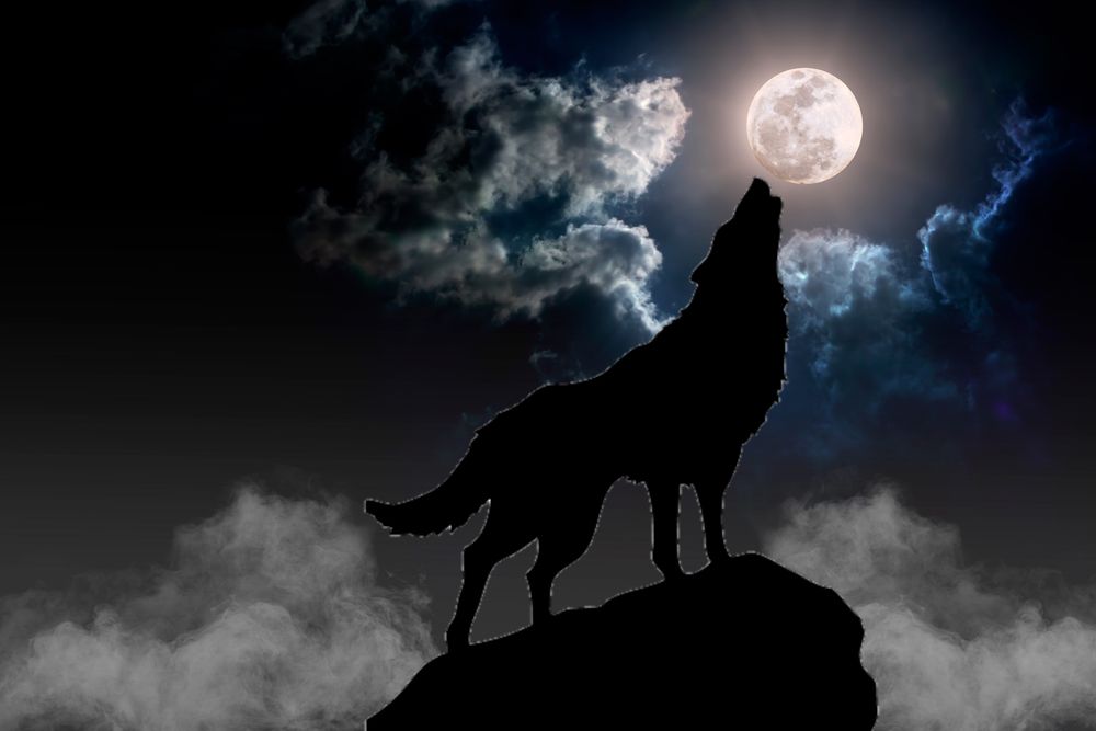 wolfmoon8888 OnlyFans profile picture
