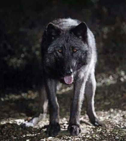 blackwulf OnlyFans picture