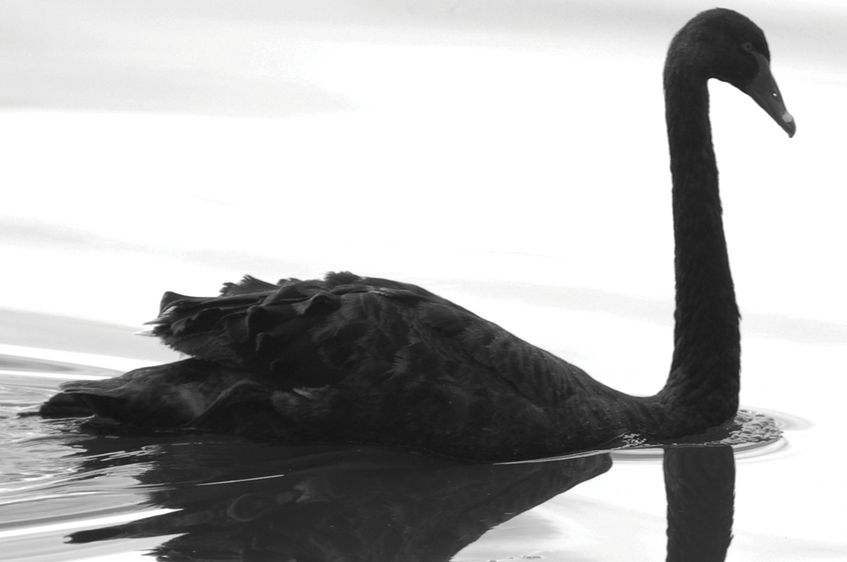 blackswan02 OnlyFans profile picture