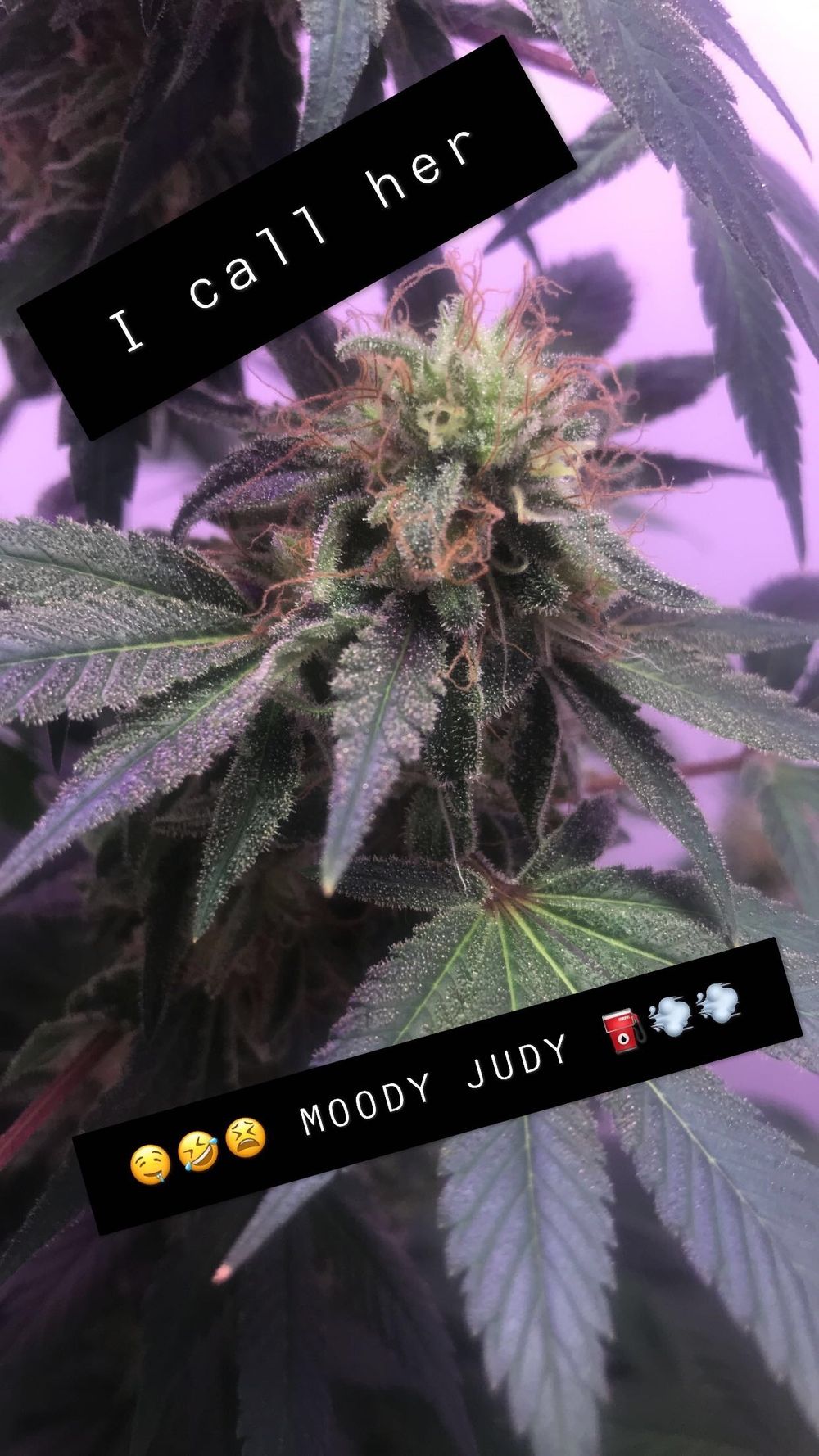 yngbud OnlyFans profile picture