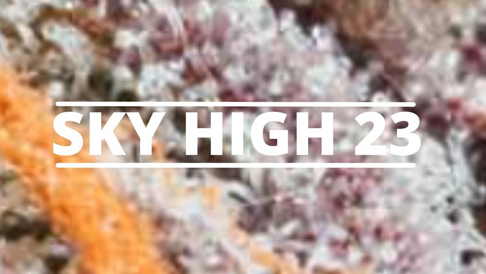 skyhigh23 OnlyFans profile picture