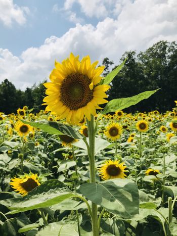 lacey_jane OnlyFans - Stats, Graphs, Photos & Profile Comparisons