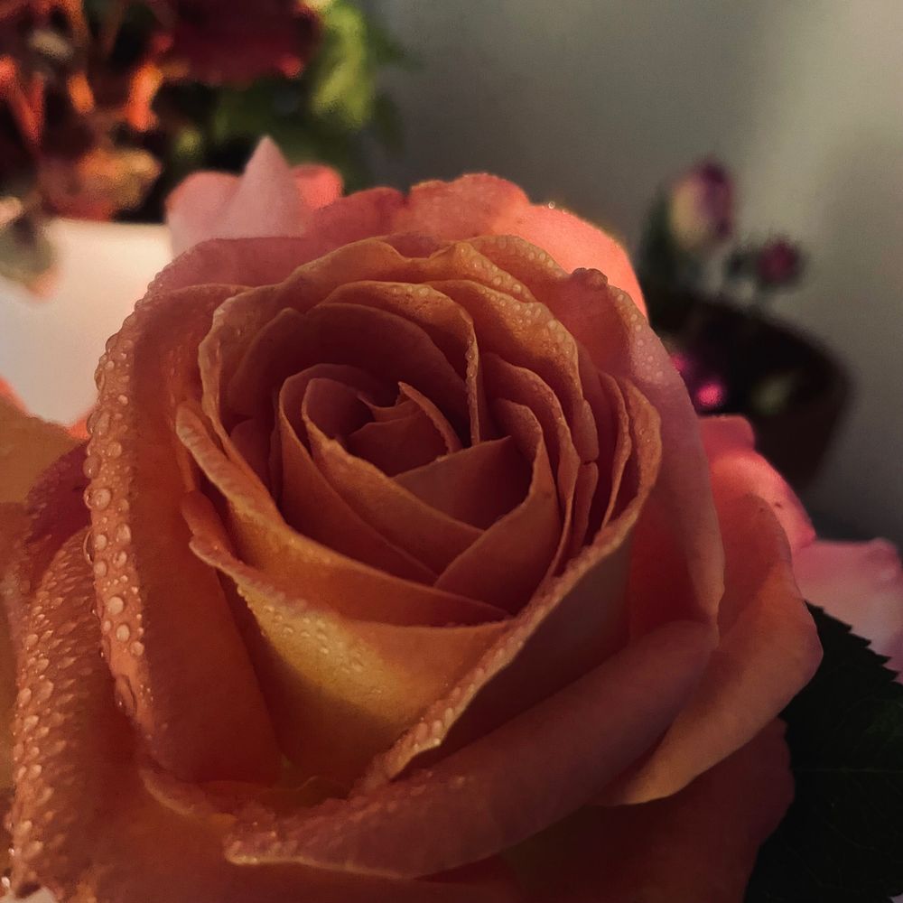 forbidden.sweetheart OnlyFans profile picture