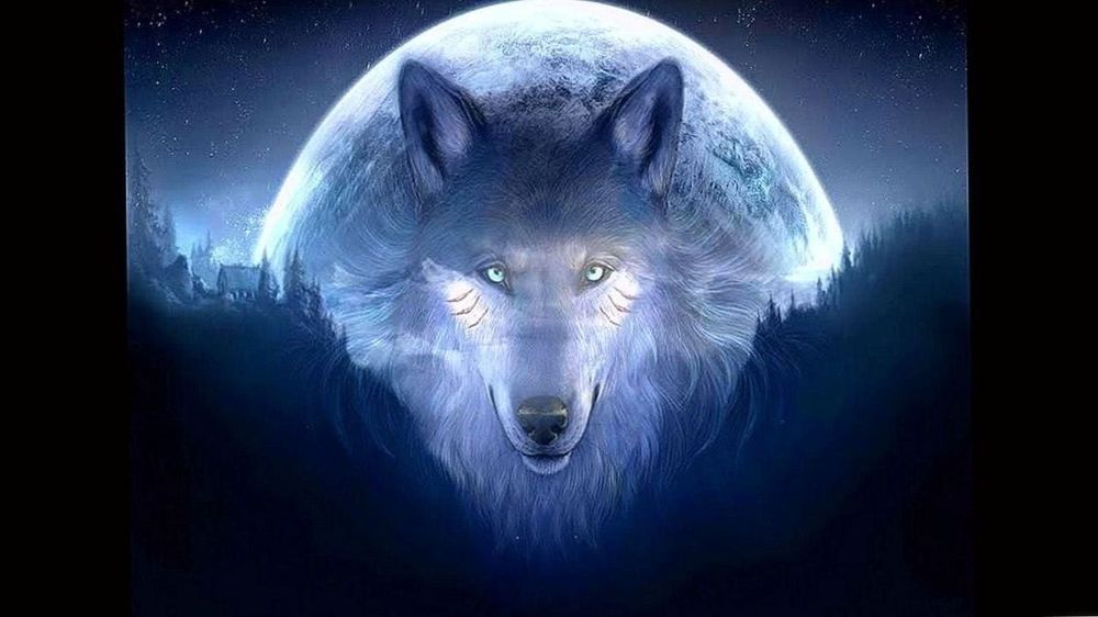 wolf_sketch OnlyFans profile picture