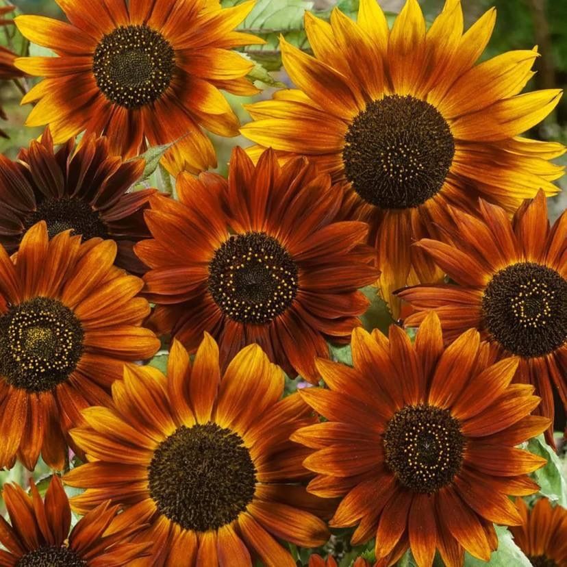 asunflowerbratxxx OnlyFans profile picture