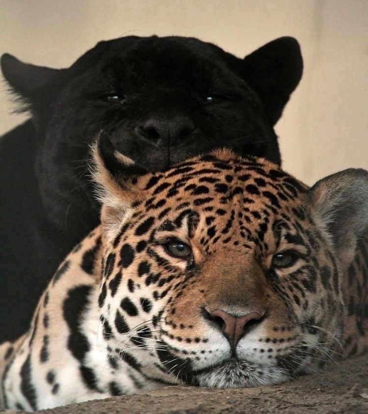 pussyc4t OnlyFans profile picture