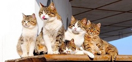 fatcatttttttttt OnlyFans profile picture