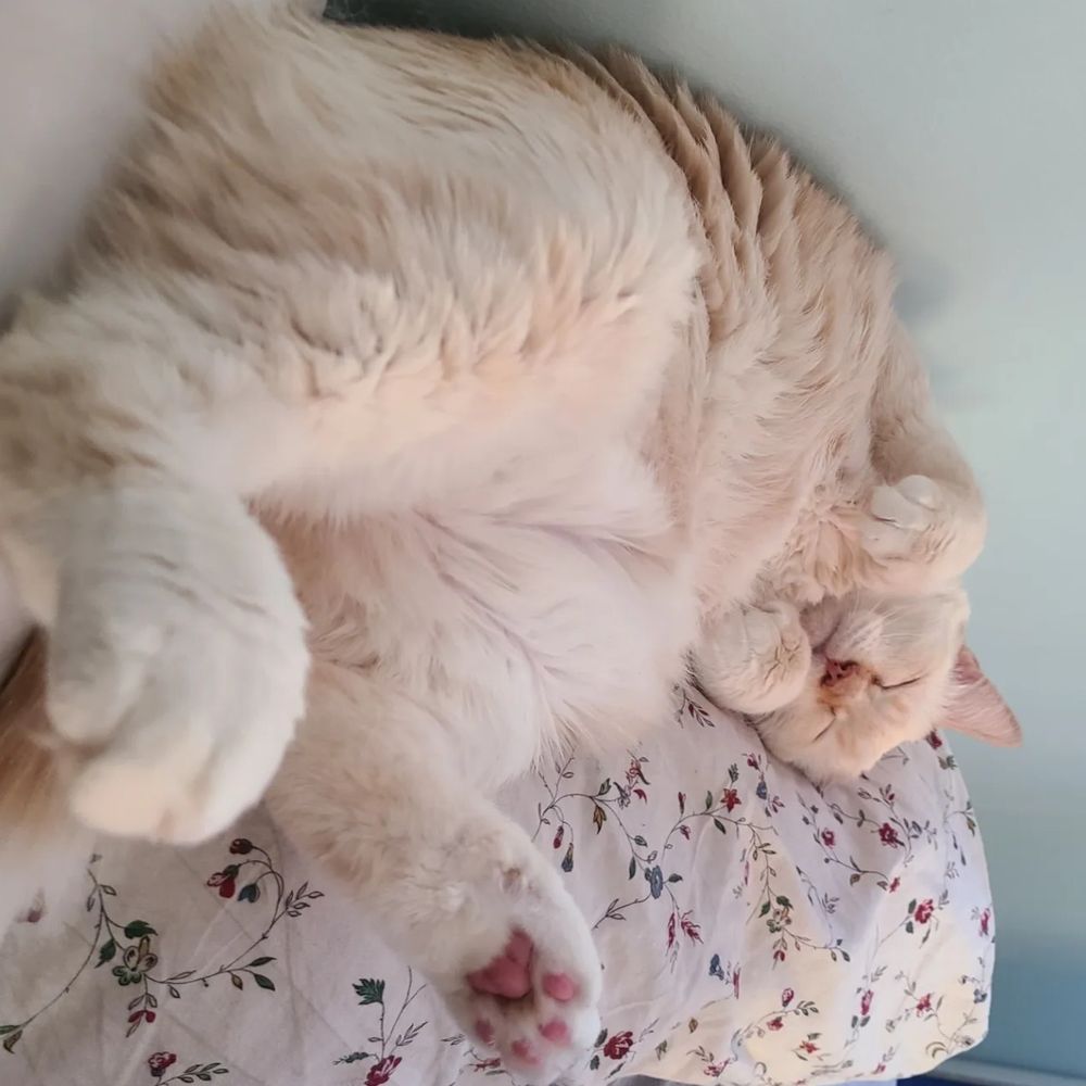 elbiee OnlyFans profile picture