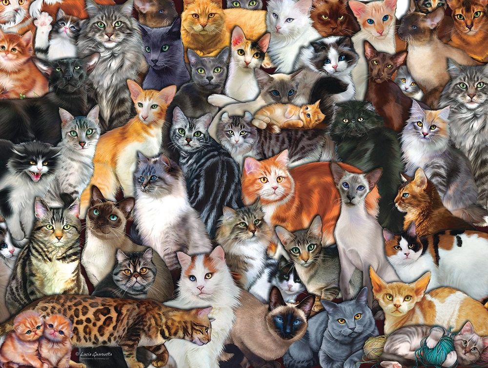 kittyfinder OnlyFans profile picture