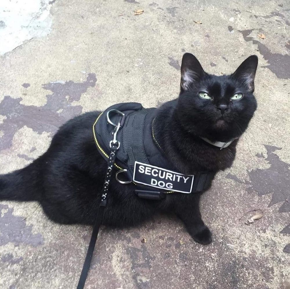 heheraccoons OnlyFans profile picture