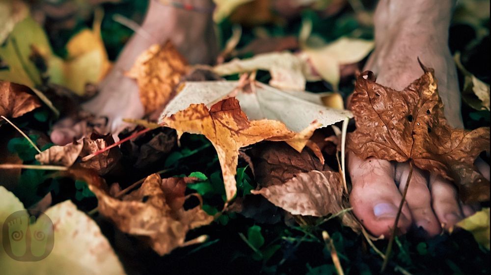 feetintrees OnlyFans profile picture