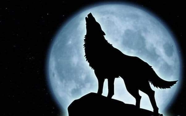 naughtywoolf OnlyFans profile picture