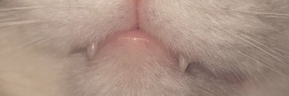 kabutopiv OnlyFans profile picture