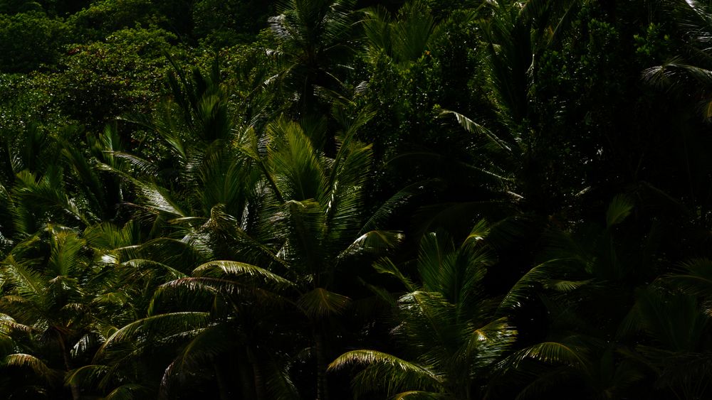 island.smoothie OnlyFans profile picture