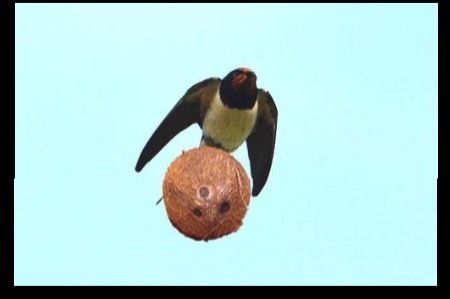 europeanswallows OnlyFans profile picture