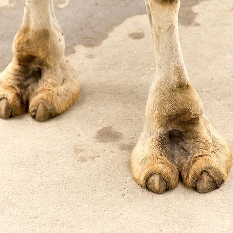 camelastoe OnlyFans profile picture