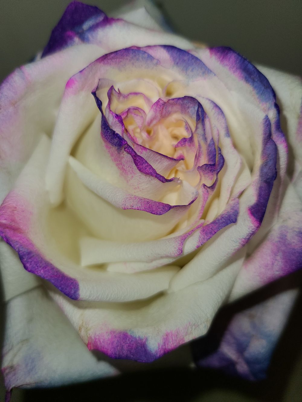rosebud86 OnlyFans profile picture