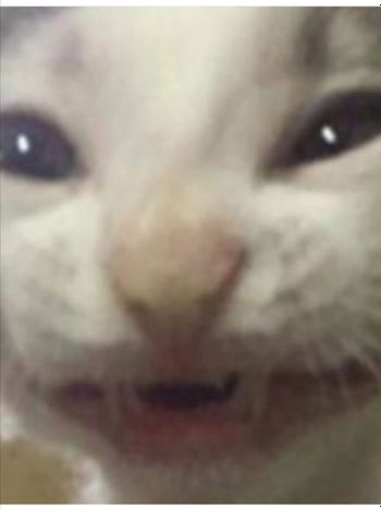 Chad Raccoon