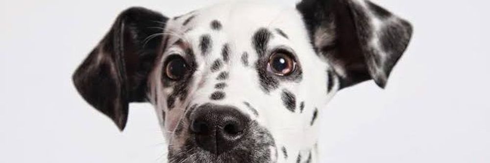 pup_spotzz OnlyFans profile picture
