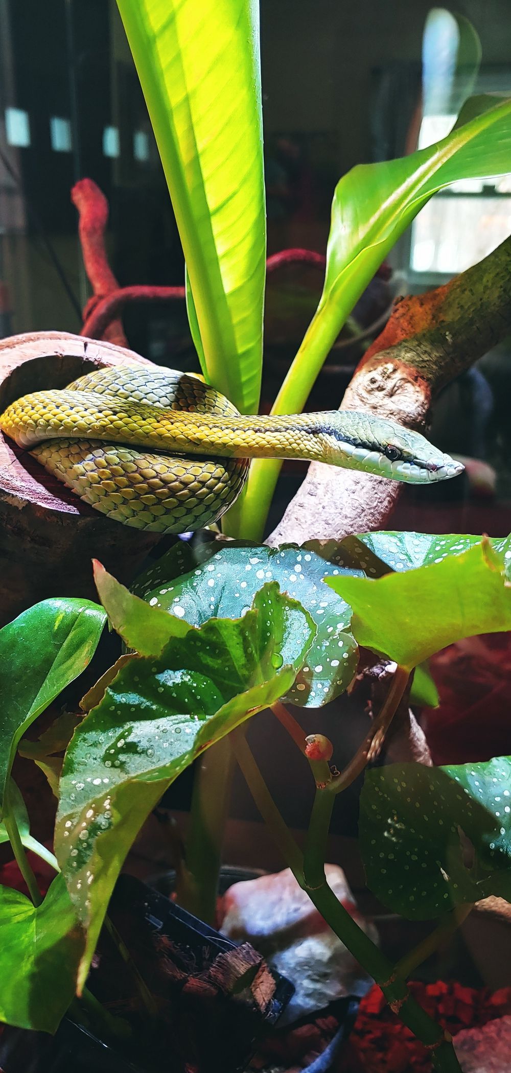 snakesnskin OnlyFans profile picture