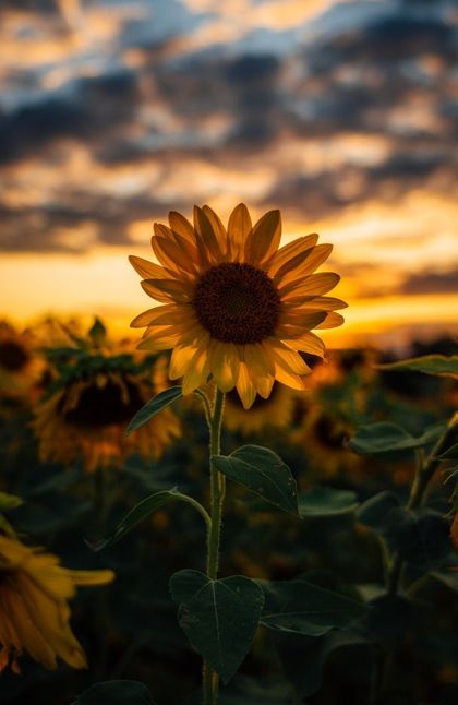 sunflowerheart OnlyFans picture
