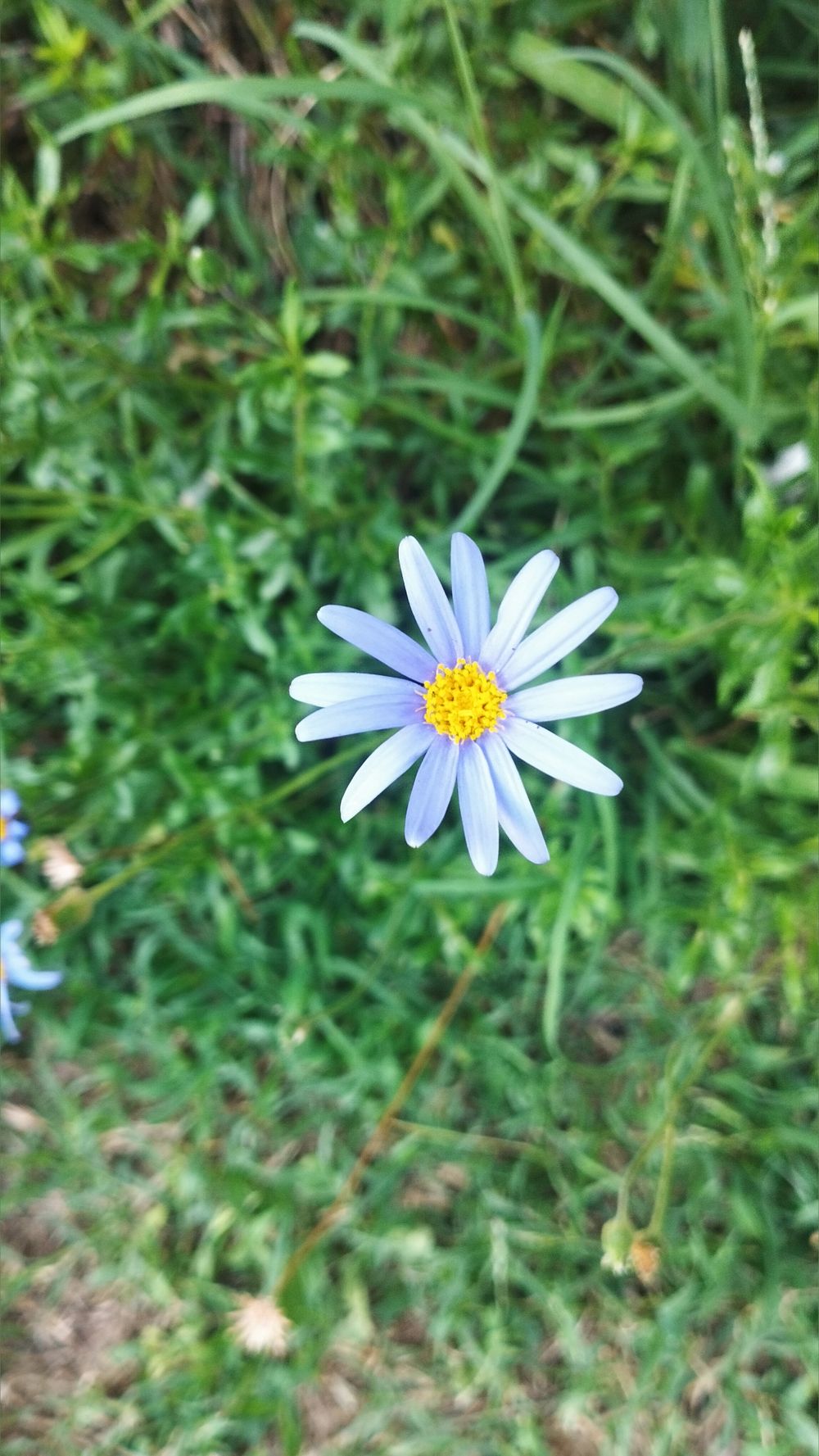 flowerspower69 OnlyFans profile picture