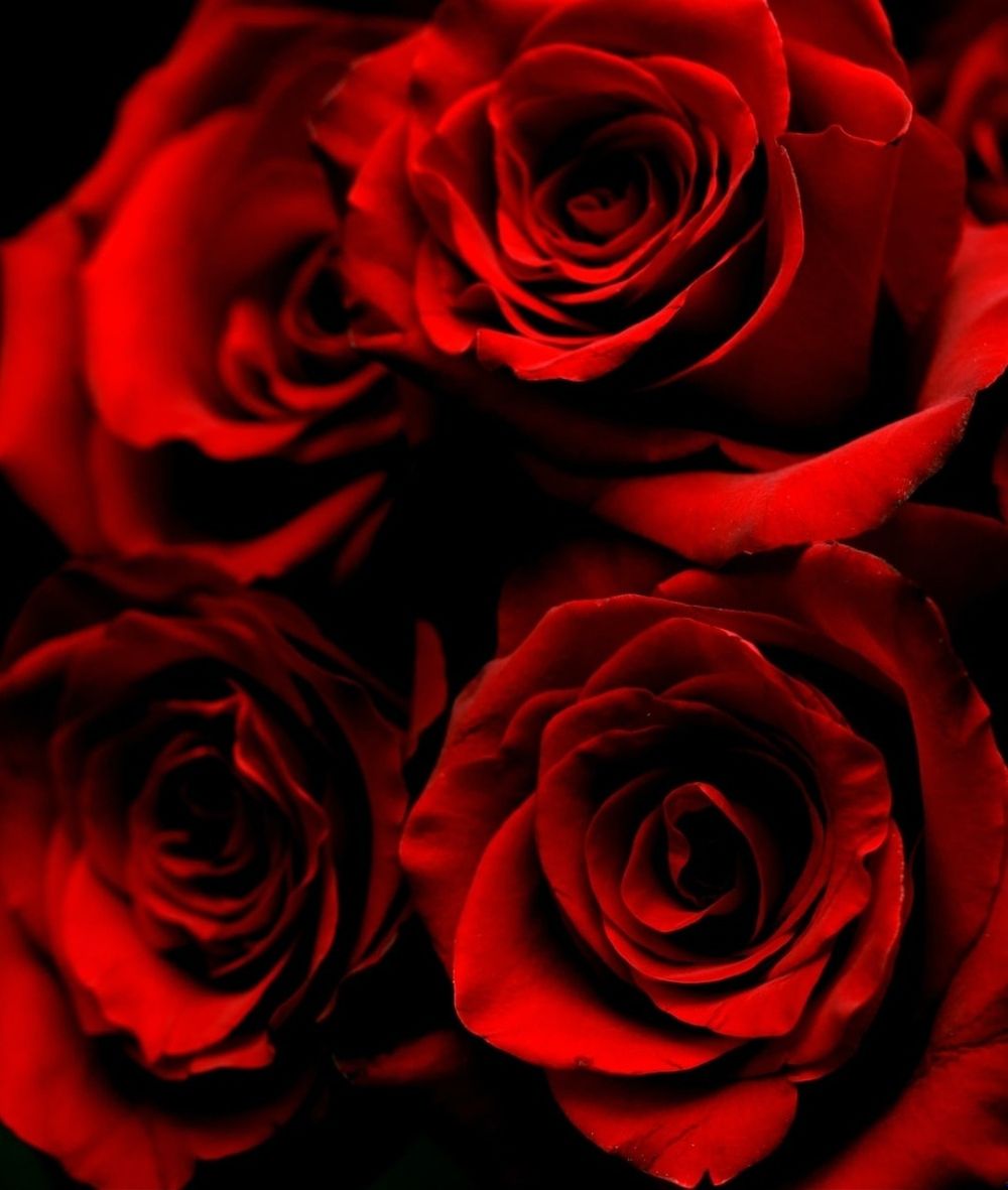 shadowrosegold OnlyFans profile picture
