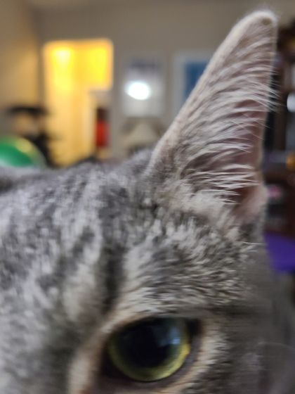 thecatsmeow101 OnlyFans picture